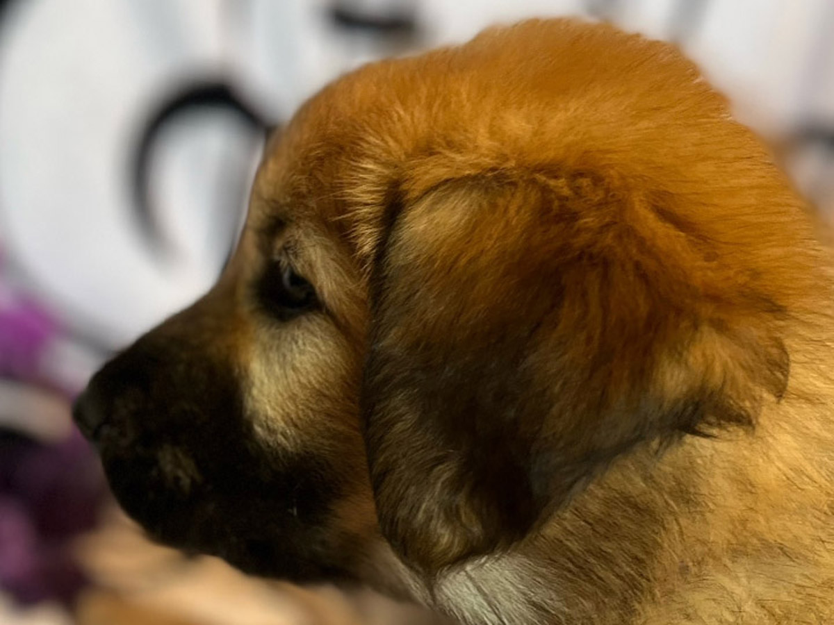 chinook puppy